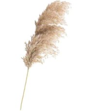 Pampas Stems/Flowers  for wedding